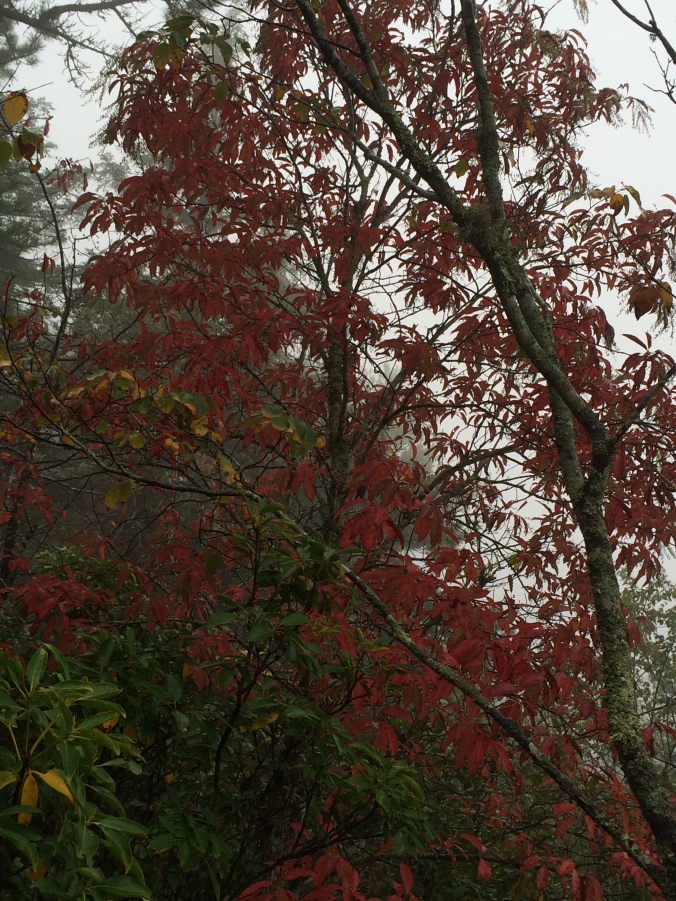Red trees