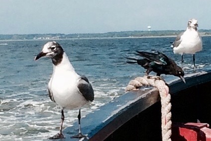 Seagull, ferry, water