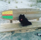 Black Pomeranian, Surf Bench, Bench